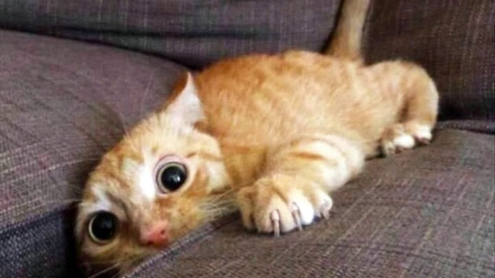Funny Cats ✪  Cute Cats Video to Make You Laugh 😀