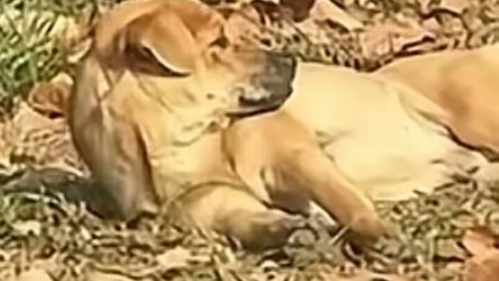 Dog: Weird—why is it still so chilly under such a bright sun?