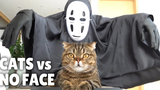 แมว vs ไร้หน้า กิตติซอรัส