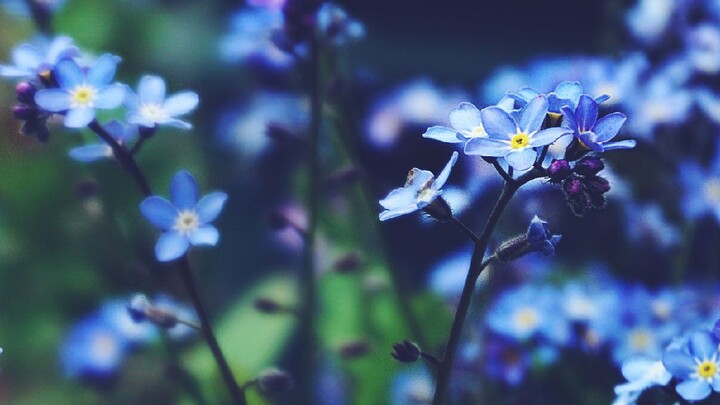 bilibili.tvghjj hours to