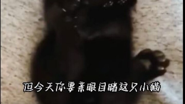 ลูกแมวเปิดโลกครั้งแรก