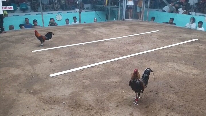#CGSABLANIIGF January 9, 2024 ASC 2cock derby last card pa sayang pa champion patay na kalaban. LOSS