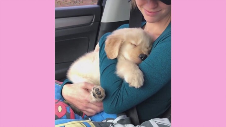 【Chó Golden】Những bé cưng siêu quấn người này!