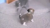 Mèo con vs Chó con
