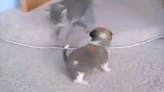 Animal|Cat Cubs VS Dog Cubs