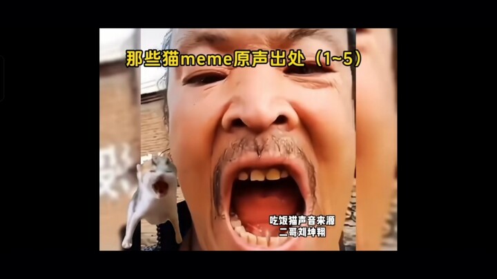 Suara asli meme kucing