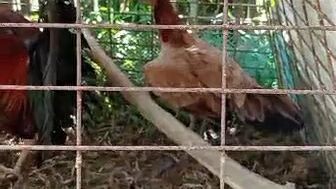 2xwinner sweater gilmore PM line ang sweater gray hen.