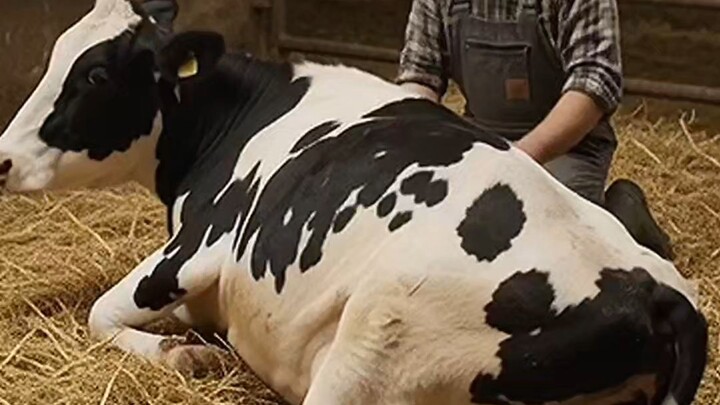 Cow Video😍