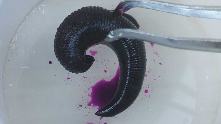 What happens when you drop a “leech” into a “potassium permanganate” solution? Shocking super-strong