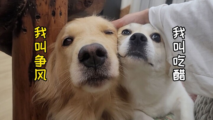 Anjing yang cemburu adalah anjing yang paling lucu