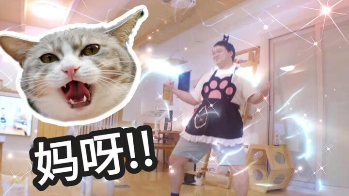 Nữ hầu số 5 tái xuất giang hồ!? 33 bé mèo nhà tôi chưa từng thấy cảnh tượng thế này bao giờ!