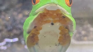 Katak kecil sedang menyesuaikan posisinya, menaruh tangan dan kakinya dengan rapi, lalu menutup kedu