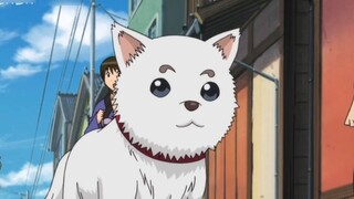 Ahhh I am speechless, is this the cute Sadaharu?