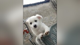 Đi dạo phố với bố con tớ nha...cunyeucuadua yeucho yeuchomeo cún cúncon chó chómèo chócon chókhôn yeuchomeo chócute pet dog dogsoftiktok