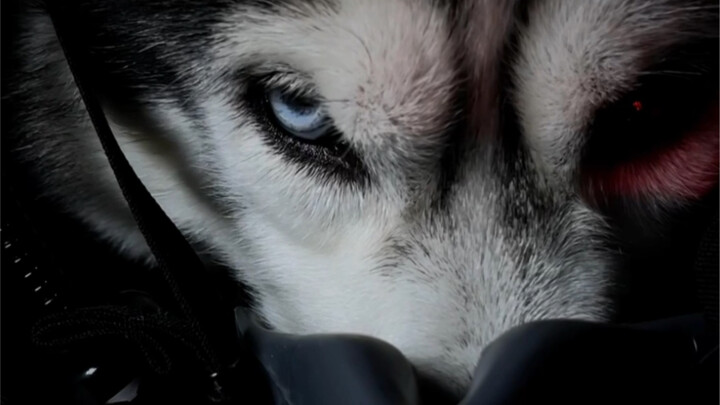 Can we just be Snow Mastiff Armor?