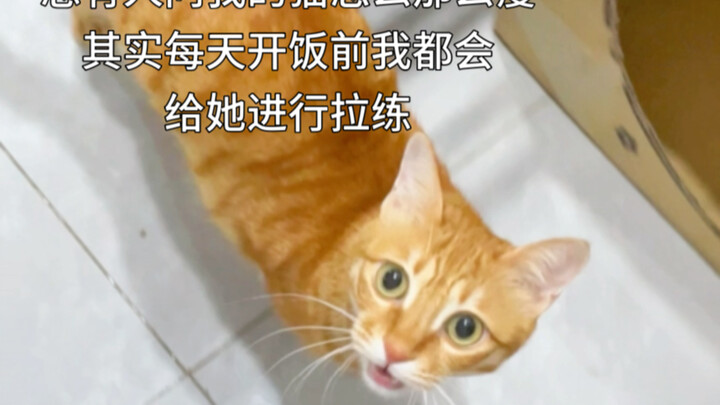 A niche aerobic exercise for cat owners…