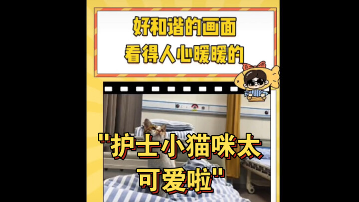 护士小猫咪太可爱啦