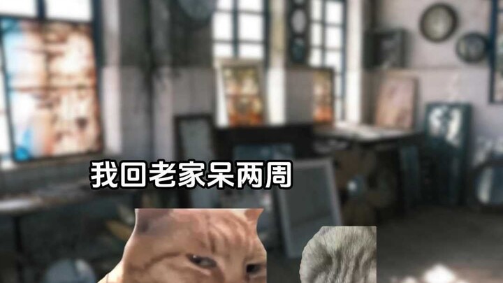 Kalau punya kucing seperti ini, apa lagi yang bisa diharapkan?