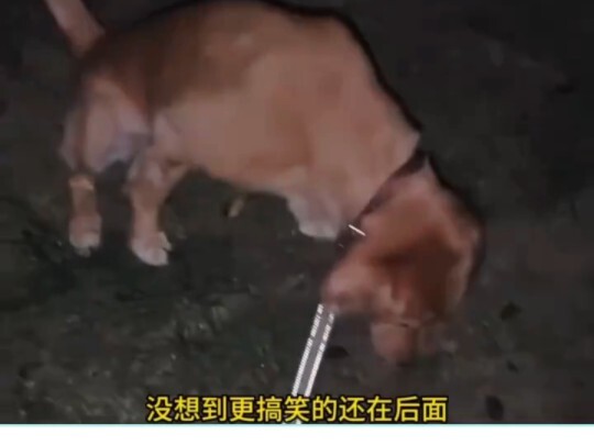 Dogs Who Absolutely Love Human Food