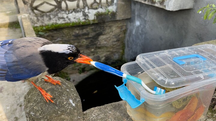 Birds use tools to hunt, prying open a fish tank lid with a toothbrush.