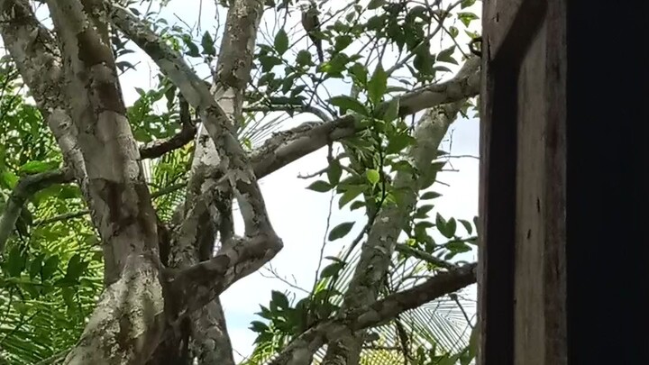 suara burung di tempat serem