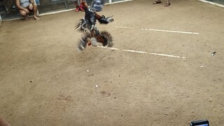 nganga