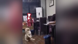 vì đàn con trong bụng chó mẹ phải xin ăn từng bữa chó chó_cưng chókhôn