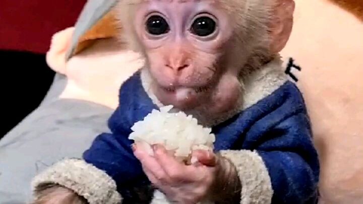 Baby monkey 👍🤣