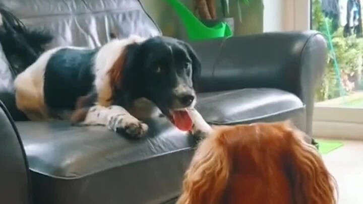 Even with little understanding, there’s still plenty of joy.