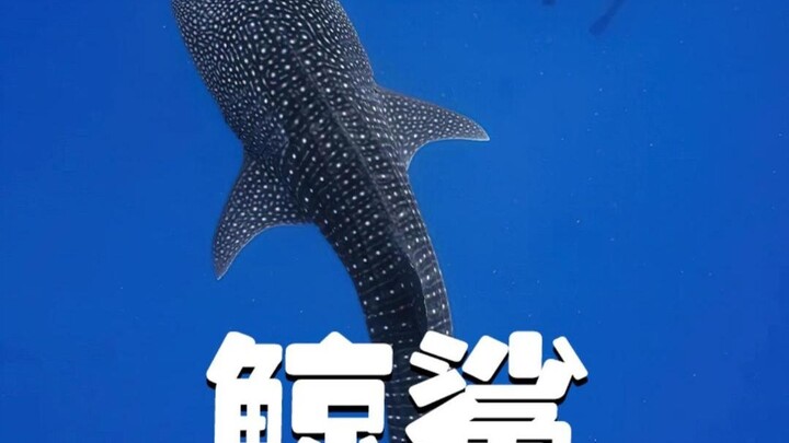 เพื่อช่วยแม่ที่บาดเจ็บ ฉลามวาฬเสี่ยงหยุดเรือไว้ หลังได้รับการช่วยเหลือแล้ว ฉลามวาฬก็ตัดสินใจอยู่ต่อเ