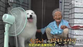 93岁奶奶和狗狗的忘年闺蜜情