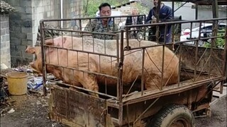 أخي الكبير، هل الجهد الكهربائي غير كافٍ؟