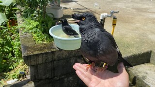 Musuh-musuhmu bahkan berteriak di depan pintu rumahmu, tapi kamu tidak berani keluar—apa ini terlalu