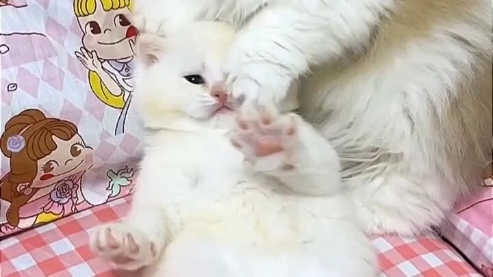 comelnyeee 😻😻😻🥰 #short #trending #viral #catlove #fyp #kucing