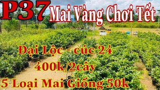 Mai vàng chơi tết p37 | 0849447499 Hậu | Mai Giá Rẽ Đại lộc cúc trân châu 400k/2c | 5 loại giống 50k