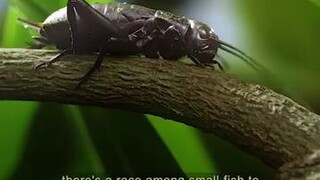 Amazing fish