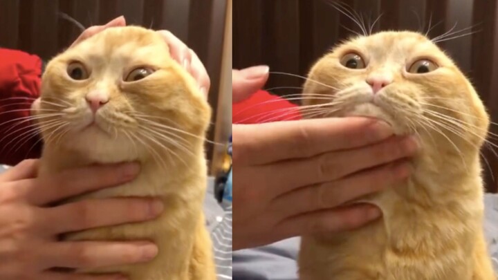 Hít mèo khoảnh khắc sướng, hít mèo mãi mãi vẫn sướng..