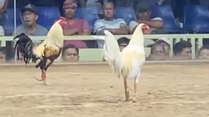 WHITE VS TALISAY, 77K PARADA LUCENA VS BATANGAS #SABONG