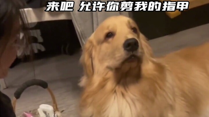 “เจ้าหมาตัวอ้วนตัวนี้ทำให้ฉันหัวเราะอยู่นานถึง 3 นาที 06 วินาที!”