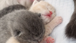 ลูกแมวแรกเกิดนอนด้วยกันเพื่อเอาตัวรอดจากความหนาวเย็น