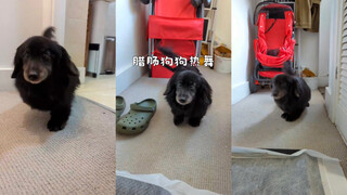 点击就看腊肠狗狗热舞🪩