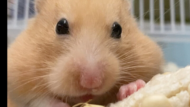 Shuzi devours three in a minute—still not nearly enough to satisfy her.