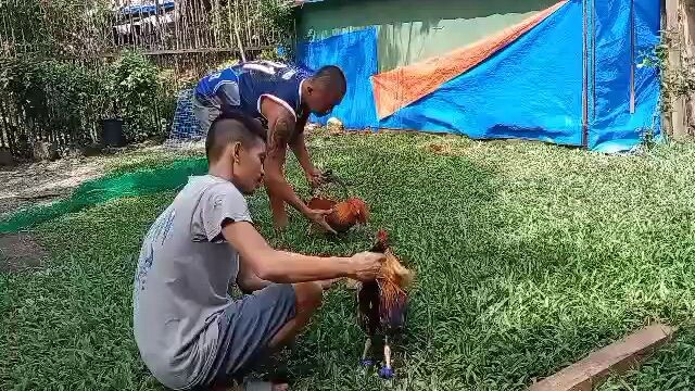 broodcock lang mga idolo😁 mahina sa palo manok ko