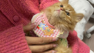 Teman-teman, aku menemukan kucing idaman dalam mimpiku!! Sudah sempurna, hiks hiks.