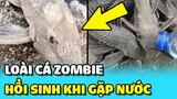 💥Phát hiện CÁ ZOMBIE bất tử, chỉ cần TƯỚI NƯỚC là được HỒI SINH | TIN GIẢI TRÍ