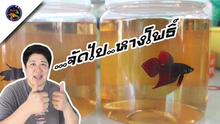 เพาะปลากัดป่าหางโพธิ์แบบบ้านๆง่ายๆให้ได้ลูกเยอะสไตล์korattv