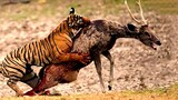 Sambar Deer Screams In Pain As A Result Of The Tiger's Attack.