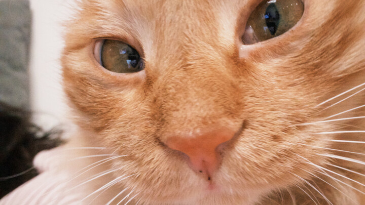 The mouse hole with the crooked-neck mouse is gone.