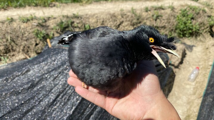 ช่วงลอกขนของนกอีแจ๋ว ออกไปจับตั๊กแตนที่ทุ่งนา แถมยังได้ช่วยเหลือแมลงปอตัวสวยด้วย ชีวิตชนบทช่างผ่อนคล