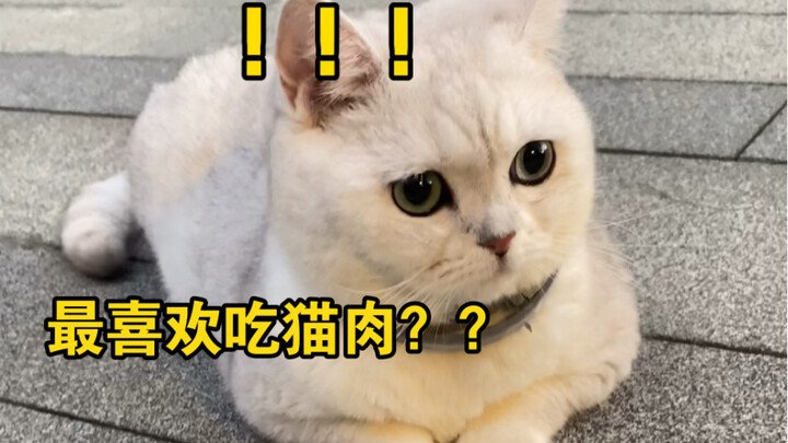 Today is another day of tricking the little cat